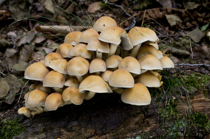 Hypholoma fasciculare